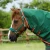 Buster-Zero-Turnout-Rug-Green-3_768x.webp