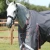 buster-50g-turnout-rug-with-snug-fit-neck-cover-2213-56g-820147_1600x.webp