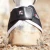 magni-teque-magnetic-hoof-boots-1015s-172629_1600x.webp
