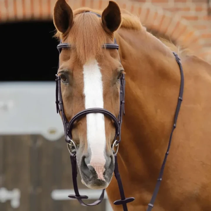caloveto-web-reins-8040-brw-182638_768x.webp