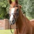 diego-rubber-reins-8045-brw-155831_768x.webp