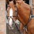 stefano-rubber-reins-8039-brw-377798_768x.webp