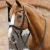 pietro-laced-reins-8043-blk-625636_1600x.webp