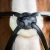 glorioso-grackle-bridle-8016-cblk-768516_1600x.webp