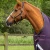 Hardy-Purple-2_1600x.webp