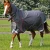 Buster-150-Grey-1_1600x.webp