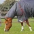 buster-150g-turnout-rug-with-classic-neck-cover-205950g-785928_1600x.webp