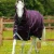 Titan-200-Turnout-Rug-Purple-1_1600x.webp