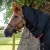 Buster-Storm-400-Turnout-Rug-Black-2_1600x.webp