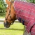 Domus-200-Stable-Rug-Burgundy-2_1600x.webp
