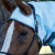 Buster-Sweet-Itch-2_1600x.webp