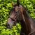 Verdura-Anatomic-Snaffle-Bridle-Brown-1_768x.webp