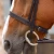 Primo-Hunter-Bridle-Brown-2_1600x.webp