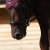 Sweet-Iron-Loose-Ring-Snaffle-with-Brass-Alloy-Lozenge-2_1600x.webp