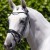 finetti-rolled-leather-snaffle-bridle-black.jpg