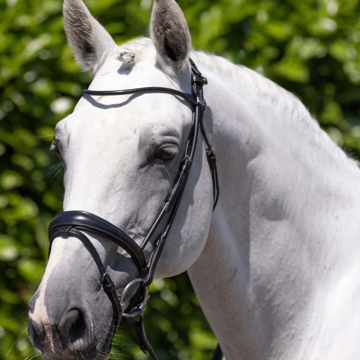 finetti-rolled-leather-snaffle-bridle-black.jpg