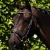 Veneto-Brown-1_1bd4e1fa-6a12-4ecd-90c4-00c75945a800_1600x.webp