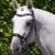 Palazzo-Snaffle-Bridle-Black-1_009cef62-e7fa-45f0-a093-38257e764622-728925_1600x.webp