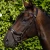 Palazzo-Snaffle-Bridle-Brown-1_4eb1f985-ae3e-4630-b587-49d449015060-958520_1600x.webp