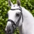 Cassano-Bridle-Black-1_8b508681-fd4e-4e65-bb88-d3cf51c39d59-704614_1600x.webp