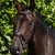 Cassano-Bridle-Brown-1_bb383730-e7ab-45bb-9c7d-24910a751498-233880_1600x.webp