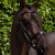 artana-brown-1.jpg