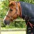 Stable-Buster-200-Stable-Rug-Black-2.jpg