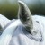 Buster-Fly-Mask-Standard-3.jpg