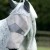 buster-fly-mask-xtra.jpg
