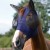 comfort-tech-lycra-fly-mask-navy.jpg