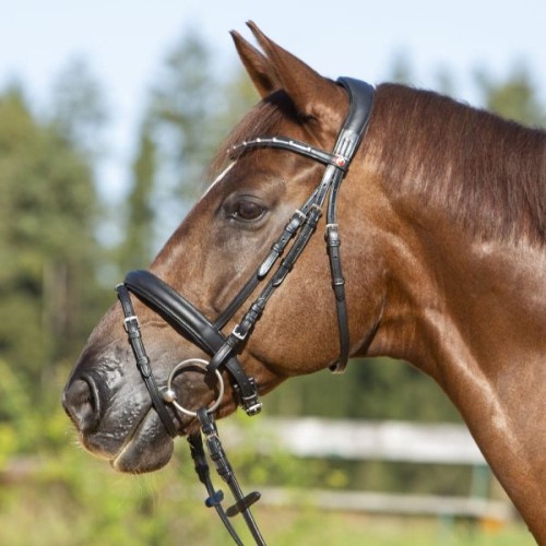 3143-kieffer-ultrasoft-economy-ii-horse-0-9cad1dd0.jpg