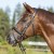 3143-kieffer-ultrasoft-economy-ii-horse-0-9cad1dd0.jpg