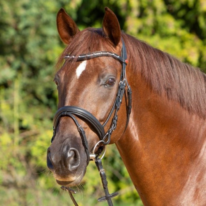3143-kieffer-ultrasoft-economy-ii-horse-1-9d71a97c.jpg