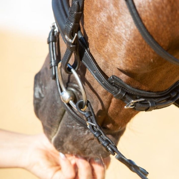 3143-kieffer-ultrasoft-economy-ii-horse-3-544131b7.jpg