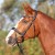 3144-kieffer-ultrasoft-amy-horse-0-4ba930c7.jpg