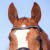 3144-kieffer-ultrasoft-amy-horse-2-62d48fcf.jpg