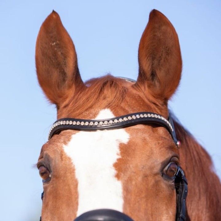 3144-kieffer-ultrasoft-amy-horse-2-62d48fcf.jpg