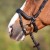 3144-kieffer-ultrasoft-amy-horse-4-ca817878.jpg
