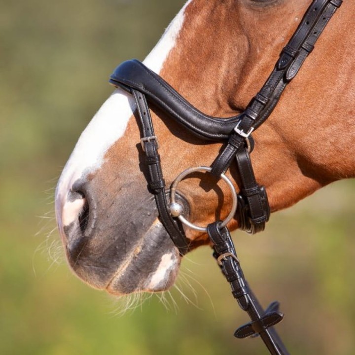 3144-kieffer-ultrasoft-amy-horse-4-ca817878.jpg
