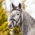 3146-kieffer-ultrasoft-unah-black-horse-1-f65e120e.jpg