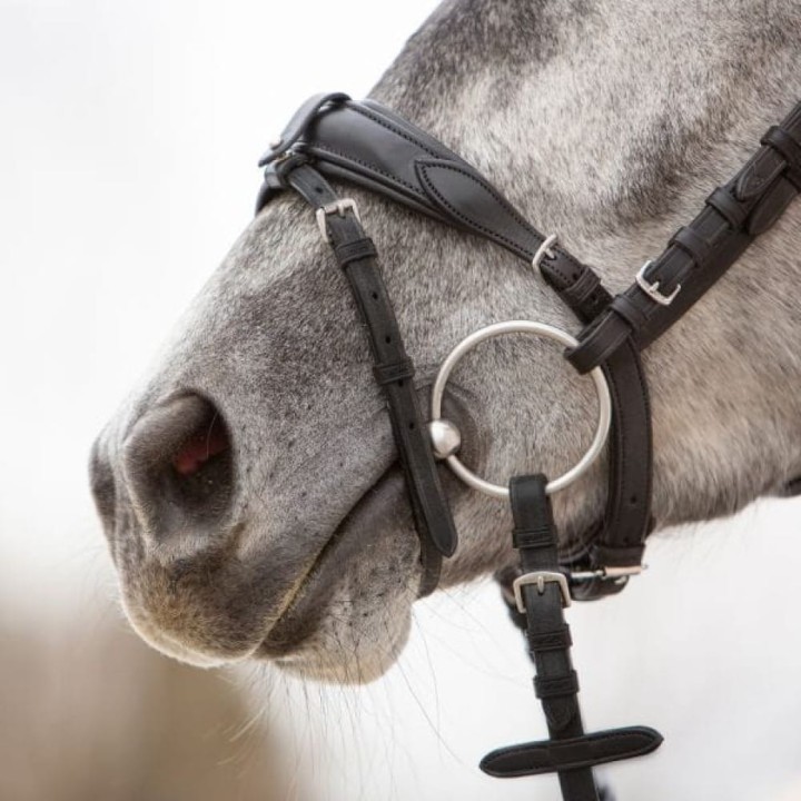3146-kieffer-ultrasoft-unah-black-horse-2-d2036cbb.jpg