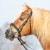 3147-kieffer-ultrasoft-haflinger-black-horse-0-6ed193c1.jpg