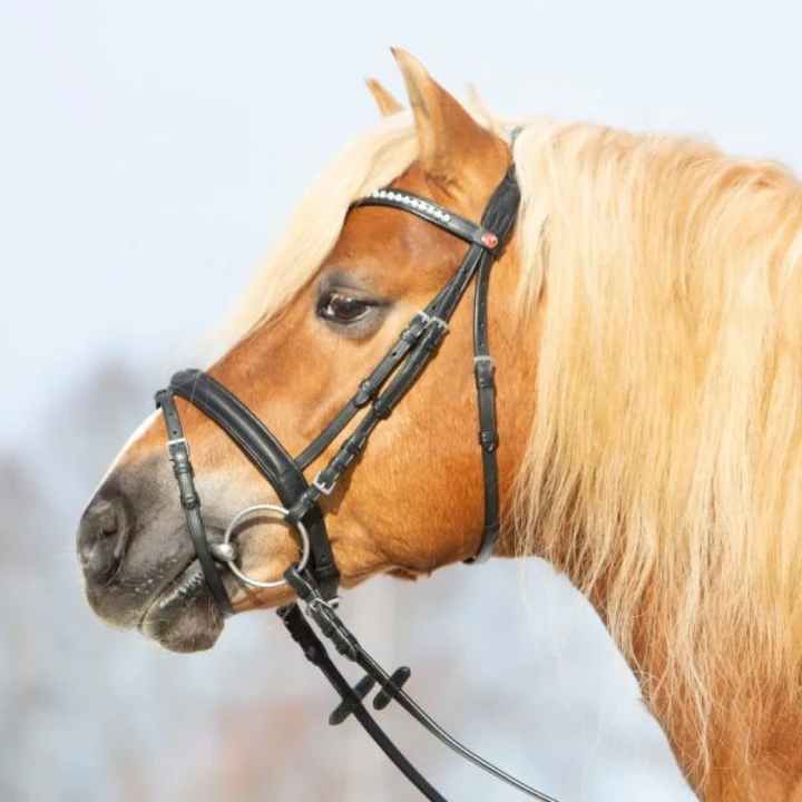 3147-kieffer-ultrasoft-haflinger-black-horse-0-6ed193c1.jpg