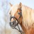 3147-kieffer-ultrasoft-haflinger-black-horse-1-76a00e73.jpg