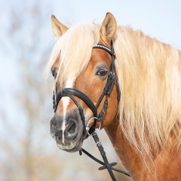 3147-kieffer-ultrasoft-haflinger-black-horse-1-76a00e73.jpg