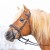 3147-kieffer-ultrasoft-haflinger-brown-horse-0-e907ceb5.jpg