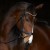 3158_kieffer_ultrasoft_stella_horse_3.jpg