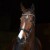 3158_kieffer_ultrasoft_stella_horse_4.jpg