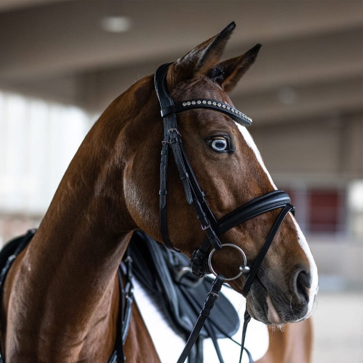 es0004-essentials-xia-horse-1.jpg