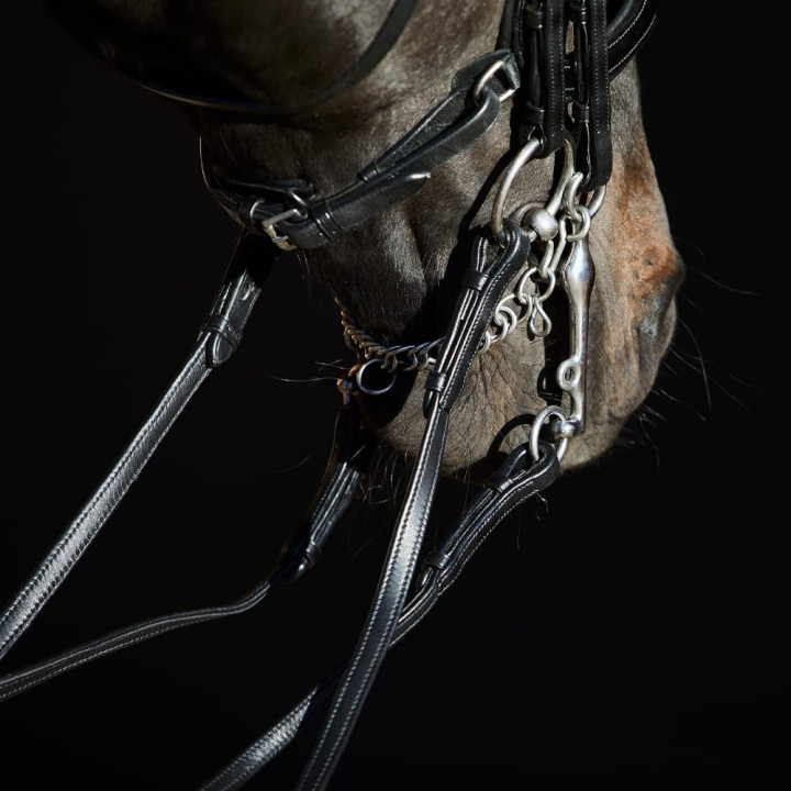 3155_kieffer_ultrasoft_amy_horse_2.jpg